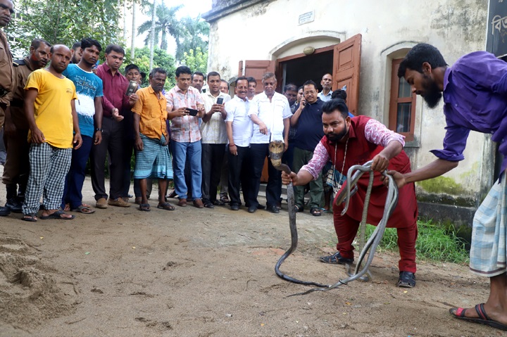 সিলেটে দু’টি গোখরাসহ ৬টি বিষধর সাপ উদ্ধার